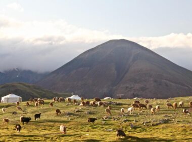white sheep on green grass field near mountain during daytime