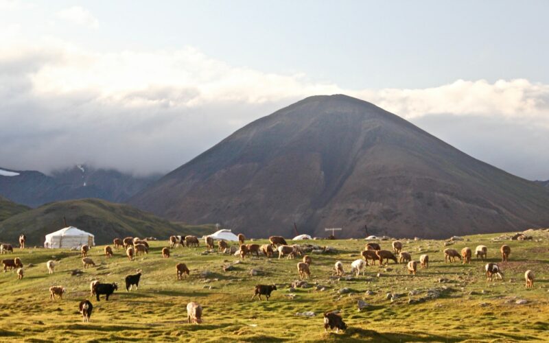 white sheep on green grass field near mountain during daytime