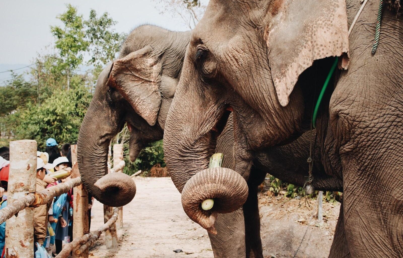 two gray elephants during daytime