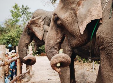 What To Know Before Going To Vientiane 3 two gray elephants during daytime