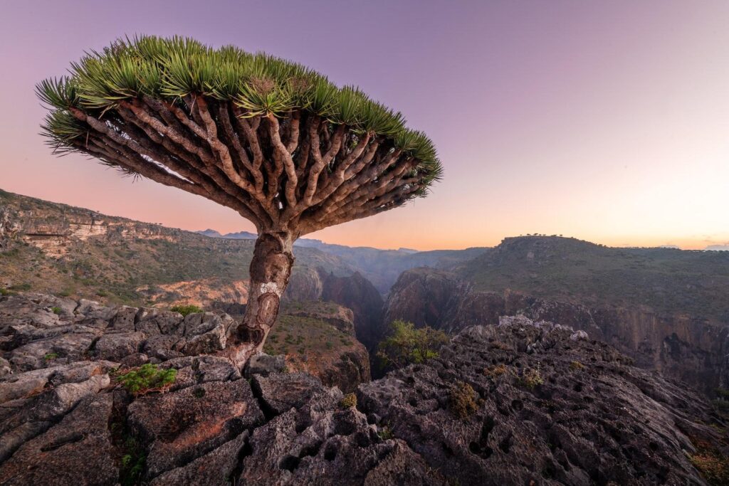 yemen