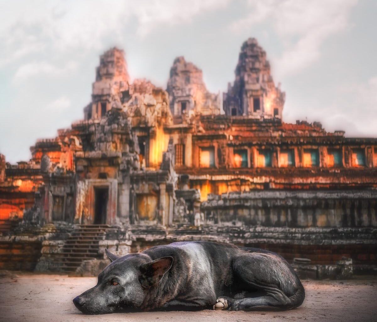 black dog lying on ground with brown concrete building ahead