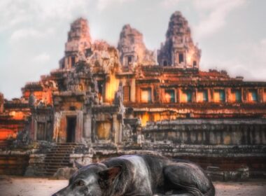 black dog lying on ground with brown concrete building ahead