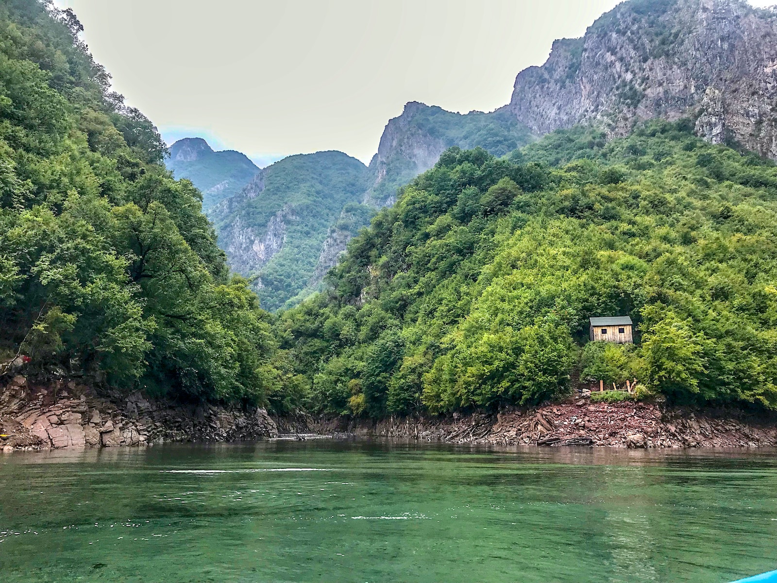 green trees near body of water during daytime