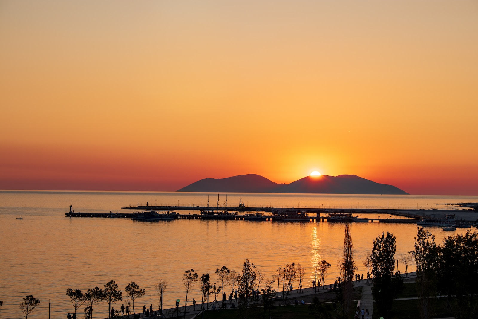 silhouette of trees near body of water during sunset